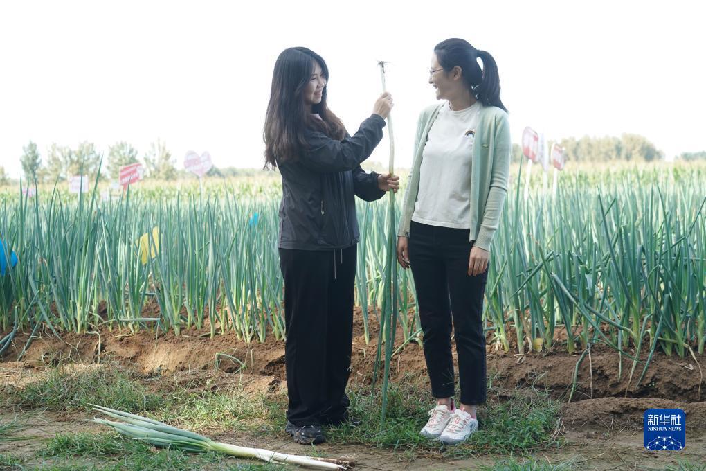白菜送彩金